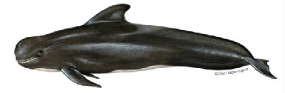 short-finned pilot whale