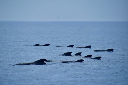 pilot whales swimming at surface