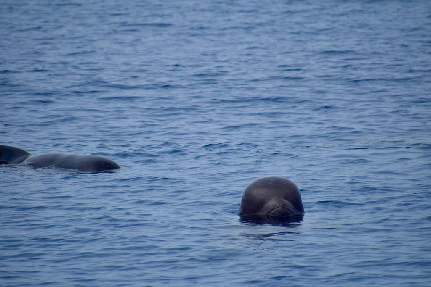 Close-up of pilot whale head at surface