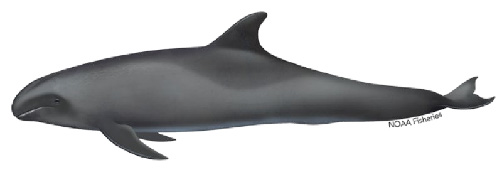 melon-headed whale