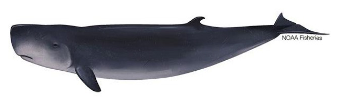 Kogia sperm whale