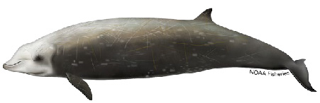 Cuvier's beaked whale