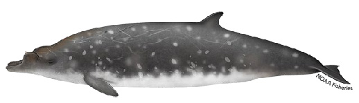Blainville's beaked whale