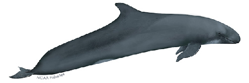 false killer whale