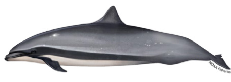 Fraser's dolphin