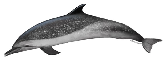 pantropical spotted dolphin