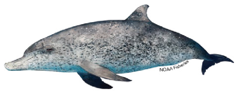 Atlantic spotted dolphin