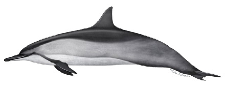 spinner dolphin