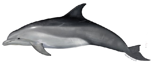bottlenose dolphin