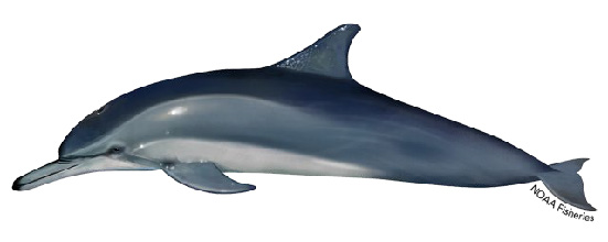 Clymene dolphin