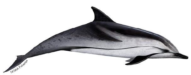 striped dolphin