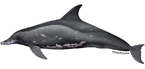 rough-toothed dolphin