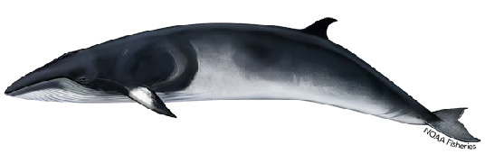 minke whale