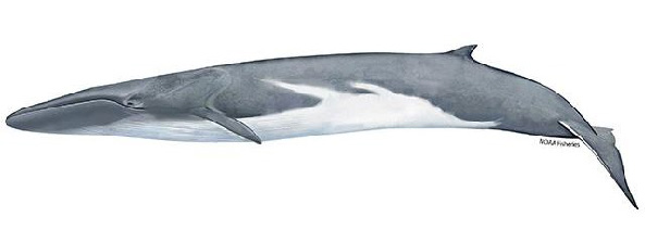 fin whale