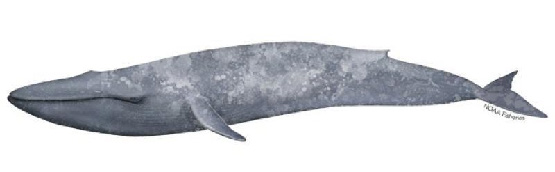 blue whale