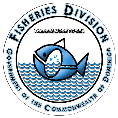 A circular logo for the 'FISHERIES DIVISION' and the 'GOVERNMENT OF THE COMMONWEALTH OF DOMINICA'. It features a blue fish jumping out of stylized ocean waves with the text 'THERE IS MORE TO SEA' above it and the letters 'F D D' inside the fish's body.