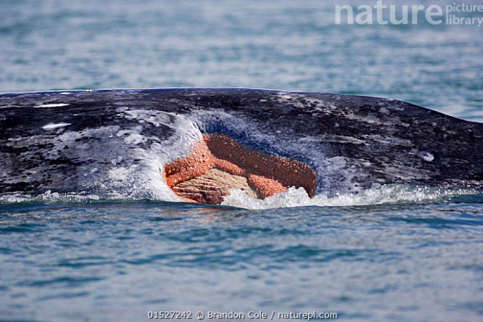 Sperm whale with open wound on body