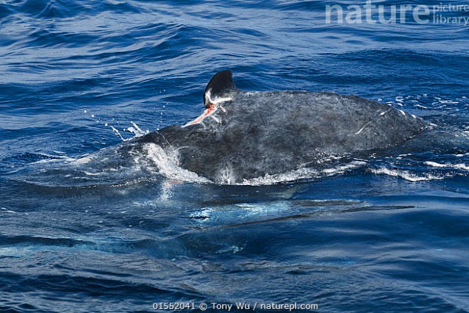 Sperm whale with visible wound at surface