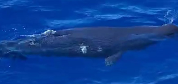 Underwater photo of sperm whale with healed scars