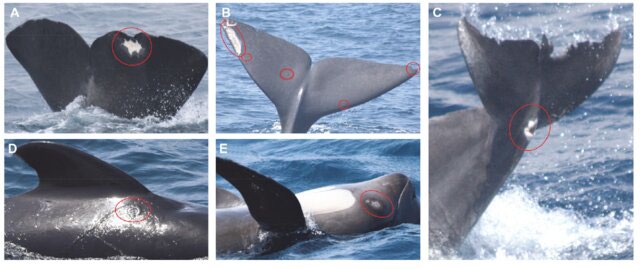 Photo grid showing various healed scars on sperm whales