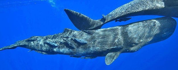 Underwater photo of sperm whale with remora fish attached