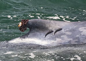 Close-up of remora fish attached to sperm whale