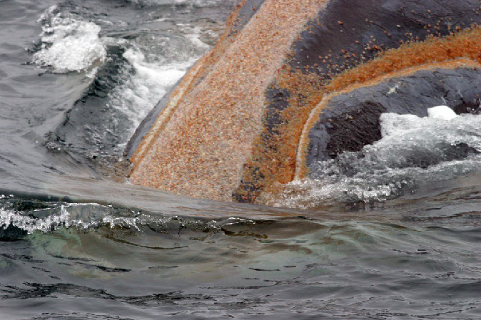 Close-up of whale lice on cetacean skin