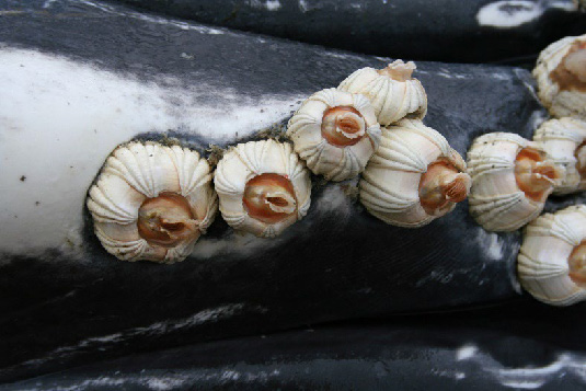 Barnacles attached to whale skin