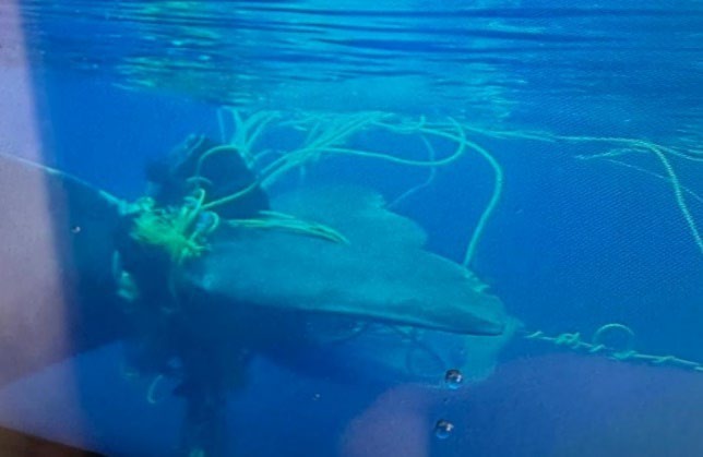Underwater photo of sperm whale entangled in fishing gear