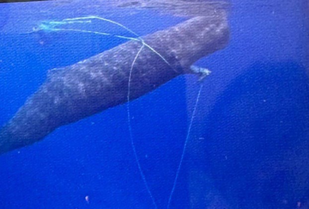 Underwater photo of sperm whale with rope entanglement