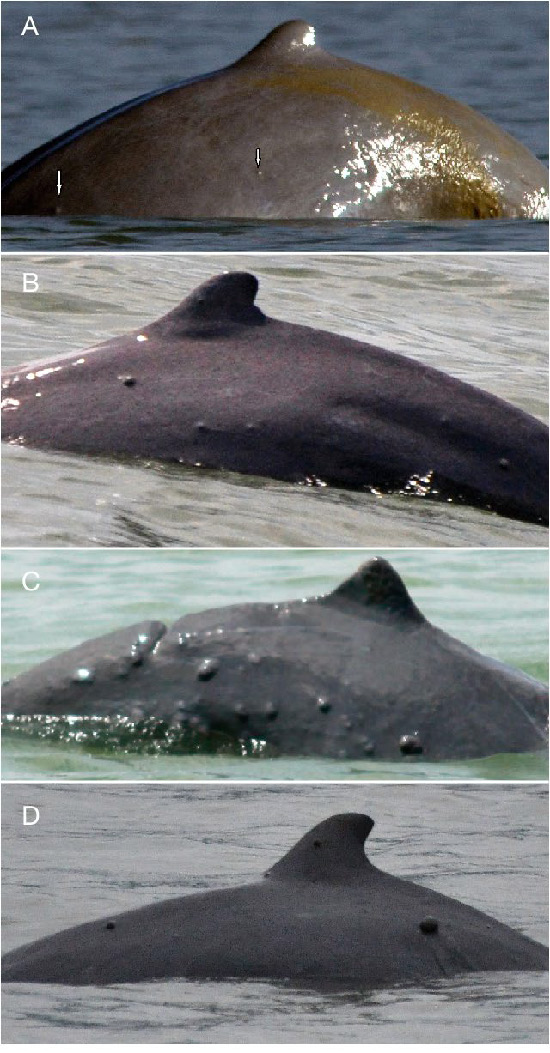 Four panel image showing raised nodules and lesions on dolphin skin