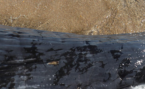 Two photos showing ulcerated skin lesions on stranded whale