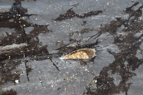 Sperm whale showing patterned skin lesions with arrows indicating affected areas