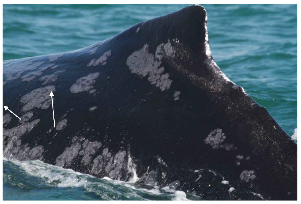 Sperm whale showing patterned skin lesions with arrows indicating affected areas