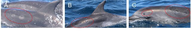 Three panel image showing patterned lesions on sperm whales