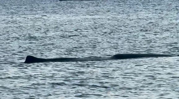 Emaciated sperm whale at surface showing poor body condition