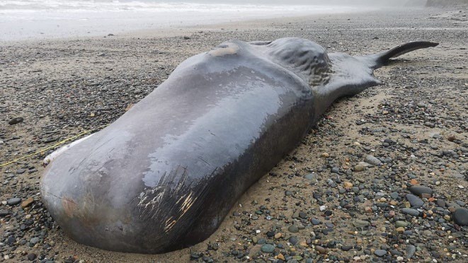 Stranded emaciated sperm whale on beach showing visible ribs