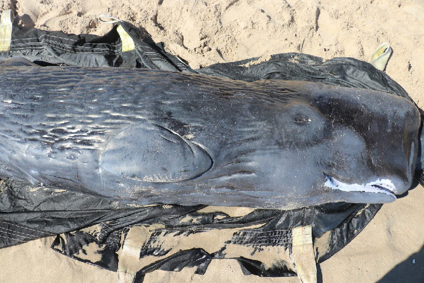 Stranded sperm whale showing normal features including wrinkled skin and white mouth pigment