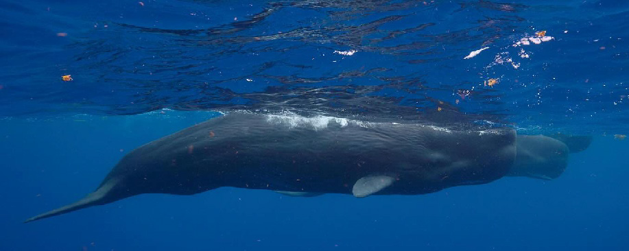 Underwater photo of healthy sperm whale showing normal features
