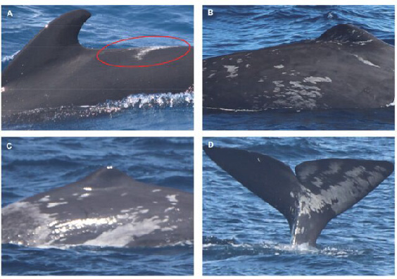 Four panel image showing normal piebalding patterns on sperm whales