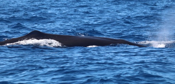 sperm whale swimming at water surface