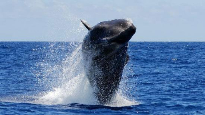 Sperm whale breaching, jumping out of water