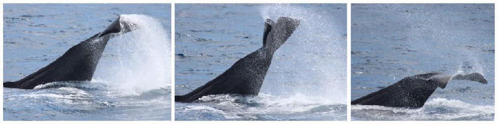Sperm whale tail slapping sequence, three photos showing tail hitting water surface
