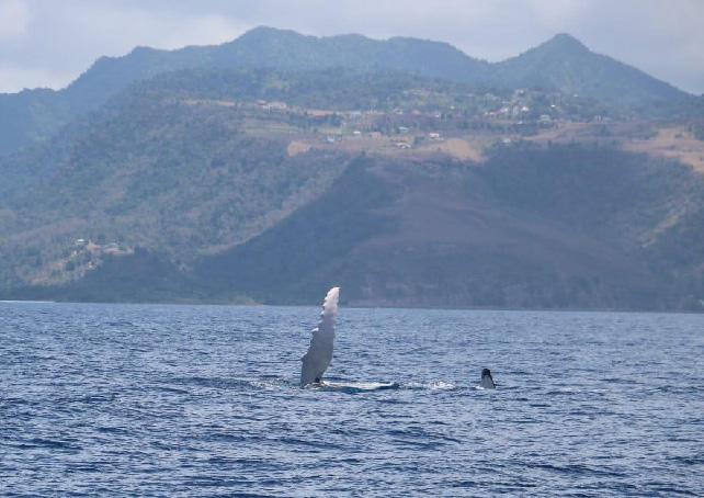Sperm whale pectoral fin slapping at water surface