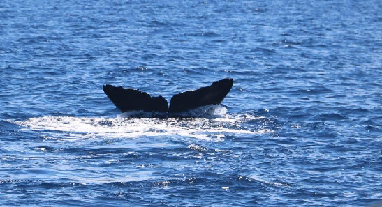 Sperm whale tail flukes raised vertically above water during dive