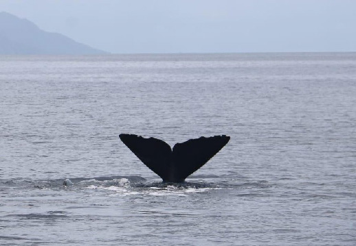 Sperm whale flukes silhouetted against sky and mountains during dive