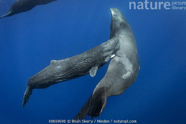 Underwater photo of sperm whale calf nursing from mother