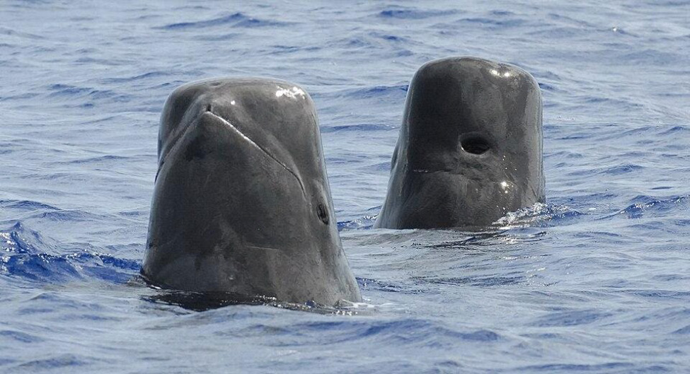 Two sperm whales spyhopping with heads vertical above water surface