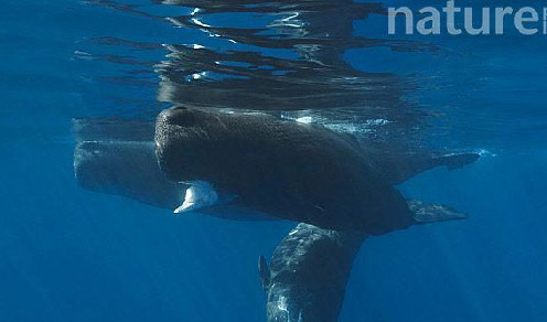 Sperm whale at surface with squid prey