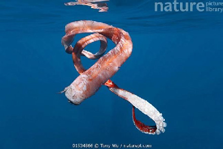 Illustration comparing size of male and female sperm whales
